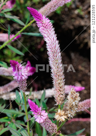 ガーデンで咲くノゲイトウの花 ガーデンで咲くノゲイトウの花 121228595