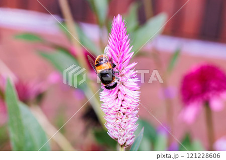 ガーデンで咲くノゲイトウの花とミツバチ ガーデンで咲くノゲイトウの花とミツバチ 121228606