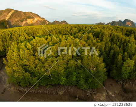 Amazing abundant mangrove forest,Aerial view of forest trees Rainforest ecosystem and healthy environment background,Texture of green trees forest background 121228629