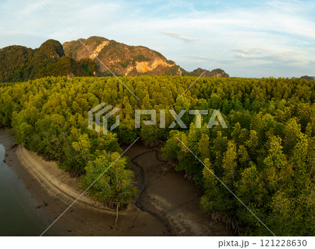 Amazing abundant mangrove forest,Aerial view of forest trees Rainforest ecosystem and healthy environment background,Texture of green trees forest background 121228630