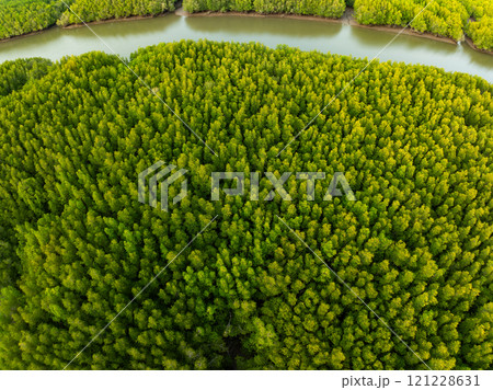 Amazing abundant mangrove forest,Aerial view of forest trees Rainforest ecosystem and healthy environment background,Texture of green trees forest background 121228631