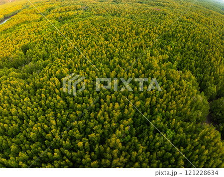 Amazing abundant mangrove forest,Aerial view of forest trees Rainforest ecosystem and healthy environment background,Texture of green trees forest background 121228634