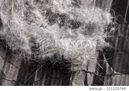 Close-up view of tangled dust ball with fine hairs and particles collected from a vacuum cleaner on crumpled dark surface Close-up view of tangled dust ball with fine hairs and particles collected from a vacuum cleaner on crumpled dark surface 121228746
