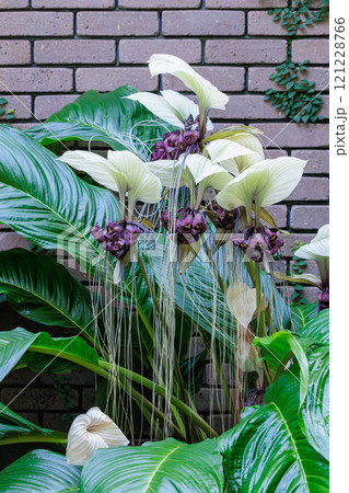 温室で咲いた珍しいホワイトキャットの花 121228766