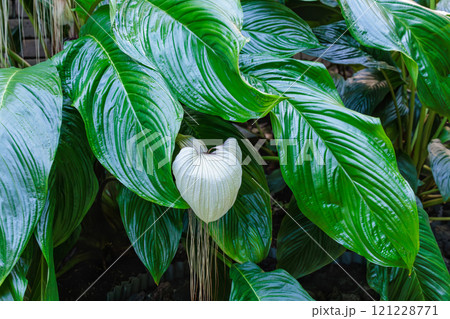 温室で育った珍しいホワイトキャットの葉 温室で育った珍しいホワイトキャットの葉 121228771