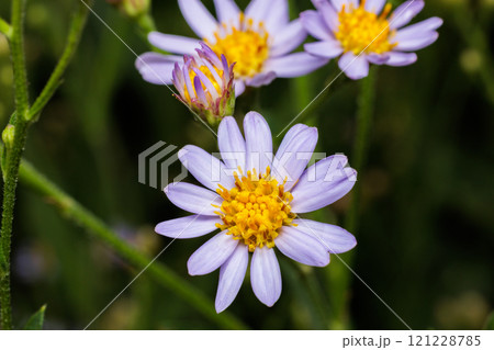 秋のガーデンで美しく咲くシオンの花 121228785