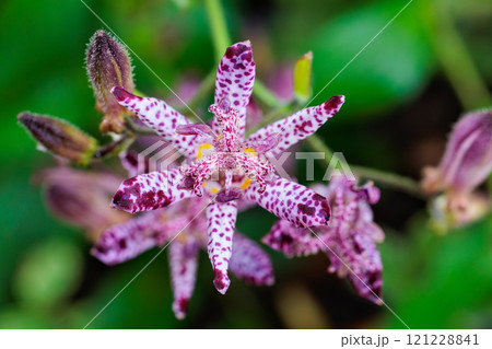 秋のガーデンに咲く美しいホトトギスの花のクローズアップ 秋のガーデンに咲く美しいホトトギスの花のクローズアップ 121228841