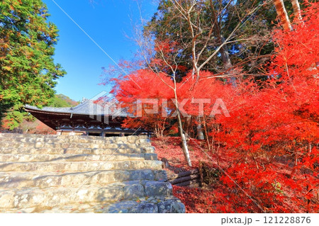 【京都府】高雄山 神護寺参道の紅葉（金堂） 121228876