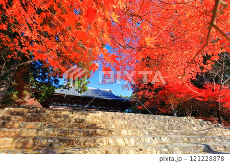【京都府】高雄山 神護寺参道の紅葉（金堂） 121228878