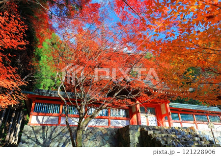 【京都府】高雄山 神護寺参道の紅葉（多宝塔） 121228906