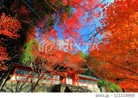 【京都府】高雄山 神護寺参道の紅葉(多宝塔) 【京都府】高雄山 神護寺参道の紅葉(多宝塔) 121228908