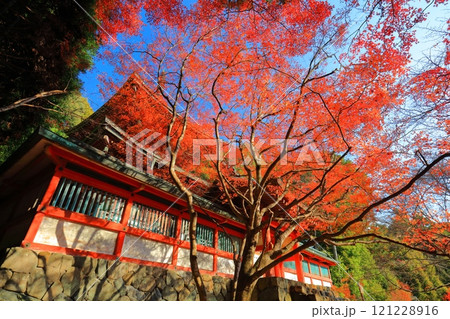 【京都府】高雄山 神護寺参道の紅葉（多宝塔） 121228916