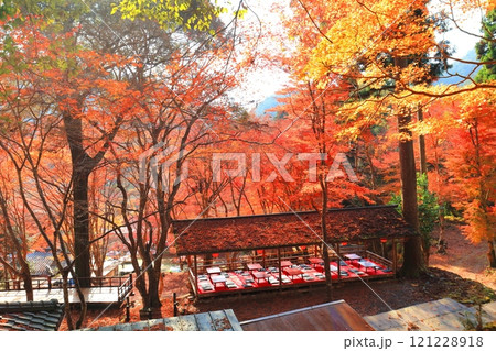 【京都府】高雄山 神護寺参道の紅葉 121228918