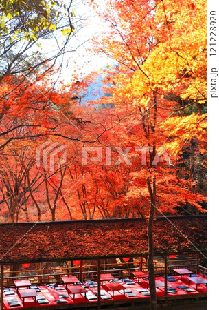 【京都府】高雄山 神護寺参道の紅葉 121228920