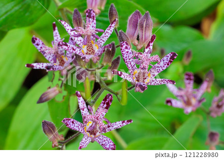 秋のガーデンに咲く美しいホトトギスの花 121228980