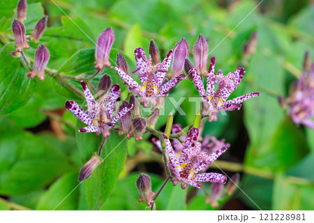 秋のガーデンに咲く美しいホトトギスの花 秋のガーデンに咲く美しいホトトギスの花 121228981
