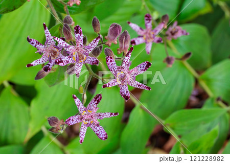 秋のガーデンに咲く美しいホトトギスの花 秋のガーデンに咲く美しいホトトギスの花 121228982