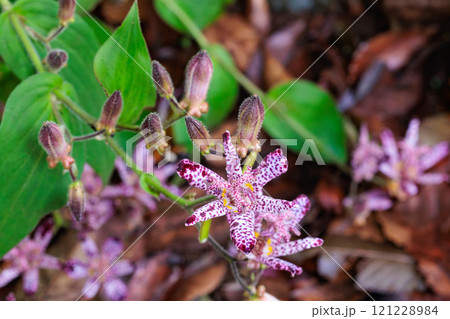 秋のガーデンに咲く美しいホトトギスの花 秋のガーデンに咲く美しいホトトギスの花 121228984