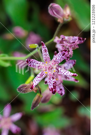 秋のガーデンに咲く美しいホトトギスの花 秋のガーデンに咲く美しいホトトギスの花 121228986