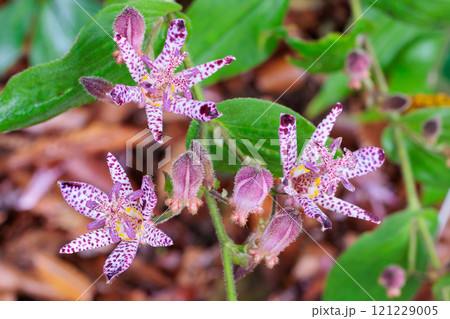 秋のガーデンに咲く美しいホトトギスの花 秋のガーデンに咲く美しいホトトギスの花 121229005