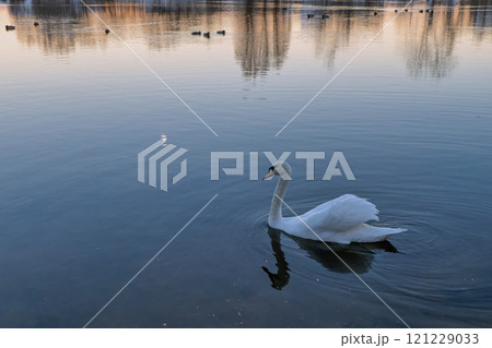 white swan is swimming in lake 121229033