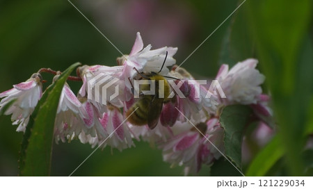サラサウツギの蜜を吸うコマルハナバチの雄 121229034