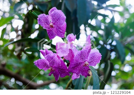 ラン科の美しいバンダ ソムスリグローリー ブルーの花 ラン科の美しいバンダ ソムスリグローリー ブルーの花 121229104
