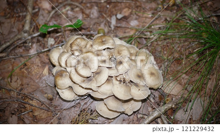 シャカシメジ 121229432