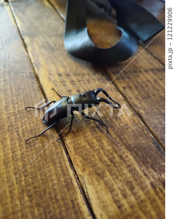 夏休みとクワガタ 夏休みとクワガタ 121229906