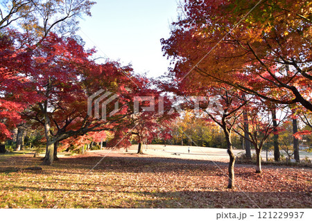 浜田山・柏の宮公園の紅葉 浜田山・柏の宮公園の紅葉 121229937