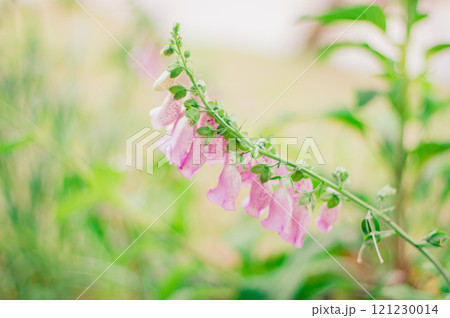 ジギタリス 　狐の手袋 121230014