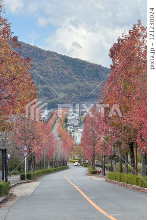 桂坂 モミジバフウの並木道 昇り龍の紅葉 桂坂 モミジバフウの並木道 昇り龍の紅葉 121230024