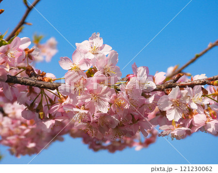 春イメージ〜青空と満開のカワヅザクラのアップ 春イメージ〜青空と満開のカワヅザクラのアップ 121230062