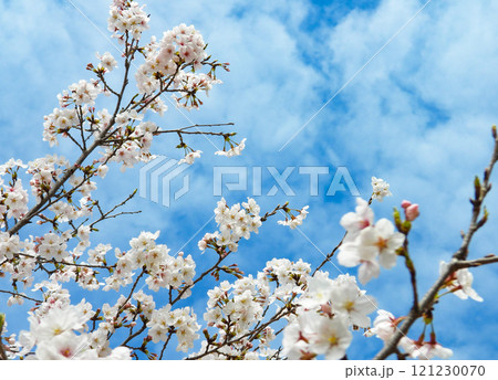 春イメージ〜青空と桜の花 121230070