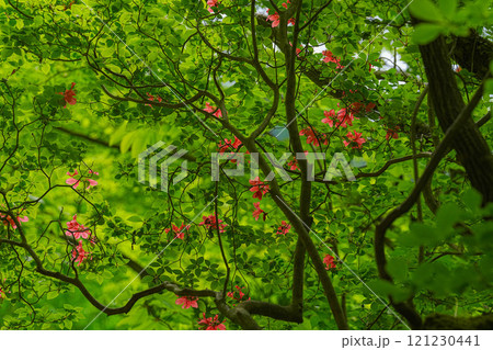 抱返り渓谷 121230441