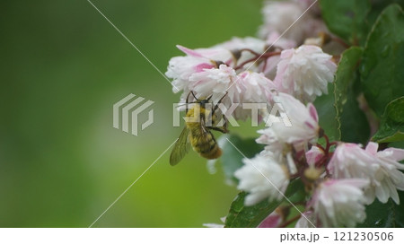 サラサウツギの蜜を吸うコマルハナバチの雄 サラサウツギの蜜を吸うコマルハナバチの雄 121230506