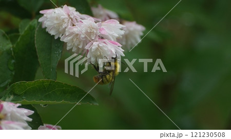 サラサウツギの蜜を吸うコマルハナバチの雄 121230508