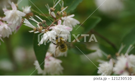 サラサウツギの蜜を吸うコマルハナバチの雄 サラサウツギの蜜を吸うコマルハナバチの雄 121230510