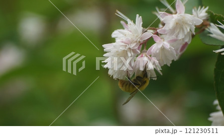 サラサウツギの蜜を吸うコマルハナバチの雄 サラサウツギの蜜を吸うコマルハナバチの雄 121230511