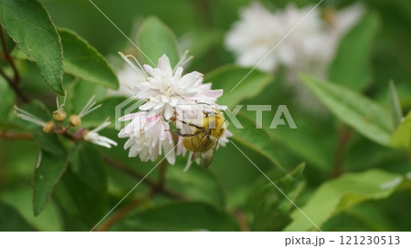 サラサウツギの蜜を吸うコマルハナバチの雄 サラサウツギの蜜を吸うコマルハナバチの雄 121230513