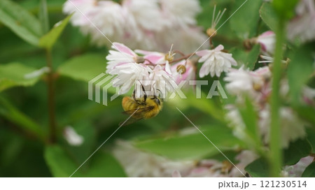 サラサウツギの蜜を吸うコマルハナバチの雄 121230514