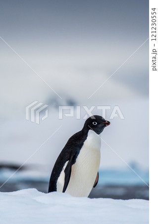 Adelie Penguin standing on an iceberg Adelie Penguin standing on an iceberg 121230554