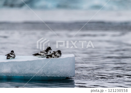 Cape Petrels resting on an iceberg Cape Petrels resting on an iceberg 121230558
