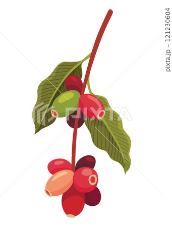 Branch of Coffee Plant with Ripe Edible Fruits Vector illustration 121230604