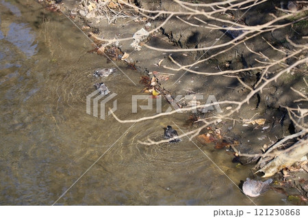 冬の川の浅瀬で水浴びをするムクドリ 121230868