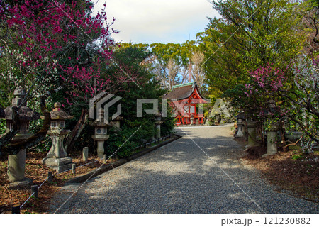 紅梅に囲まれた北野天満宮の参道 121230882