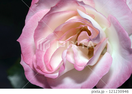 白とピンクのマーブル調ノーブルなバラの花アップ（屋外自然光マクロ接写） 121230946