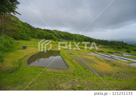 山吹の棚田 121231133