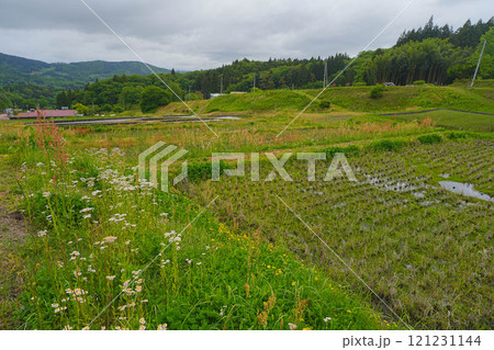 山吹の棚田 121231144