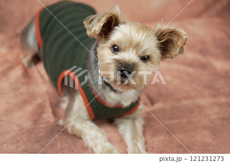 ヨークシャテリア　ムギくん 121231273